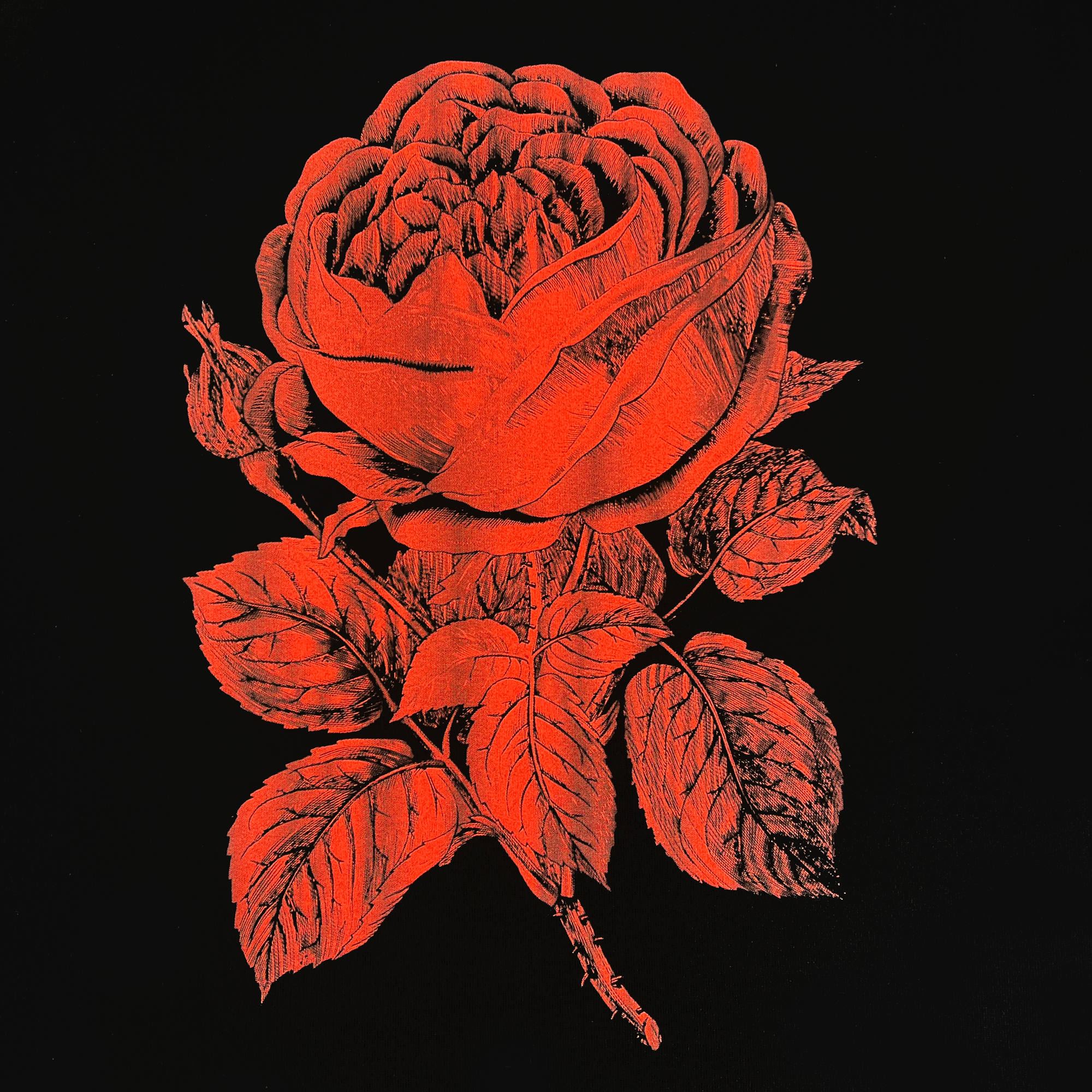 Detailed view of the back of a black tee with red Town Rose.