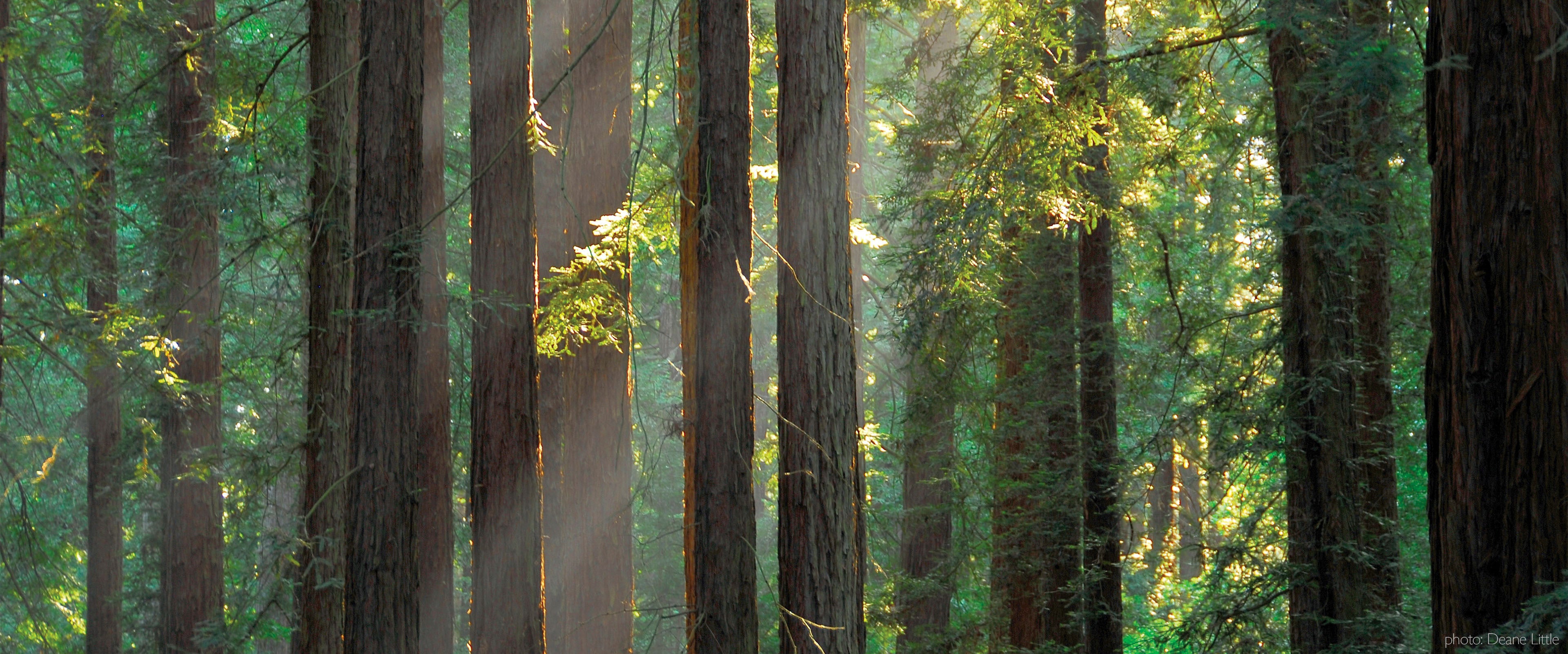 Celebrating 90 Years of East Bay Regional Parks